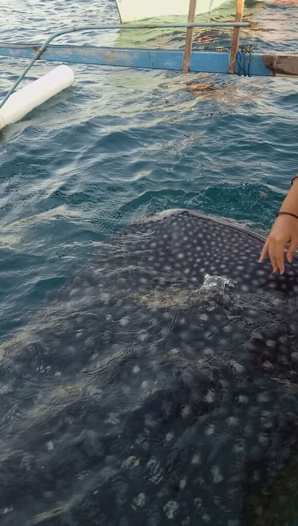 Melihat Whale Shark Gorontalo