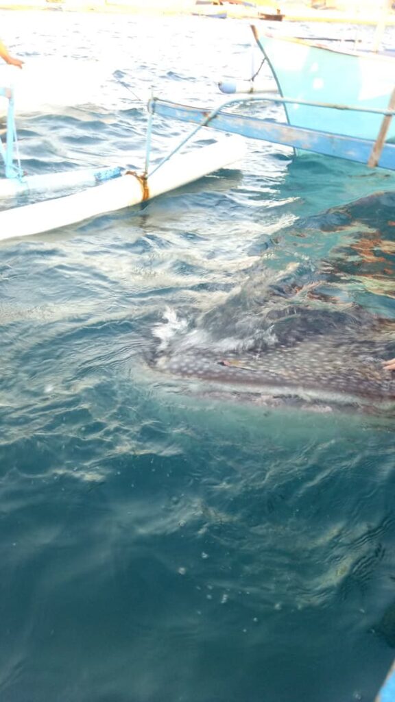 Wisata Whale Shark Gorontalo